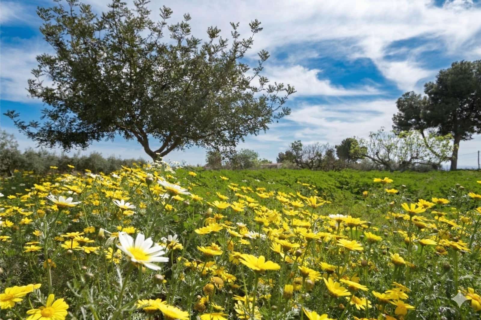 2 bedroom Finca/Country House for sale in Fuente Alamo de Murcia with garage - € 168,500 (Ref: 9730273)