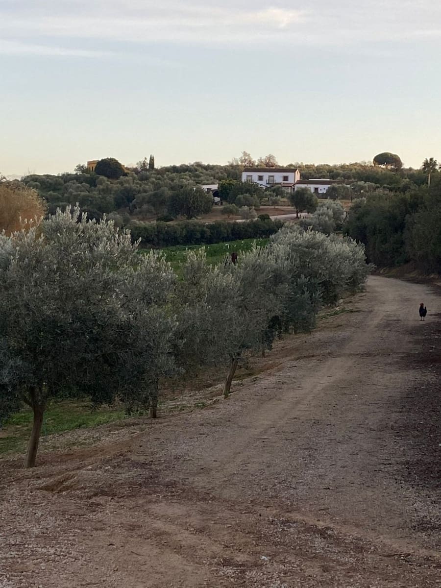 4 camera da letto Finca/Casa di Campagna in vendita in Arcos de la Frontera con piscina - 1.000.000 € (Rif: 9829515)