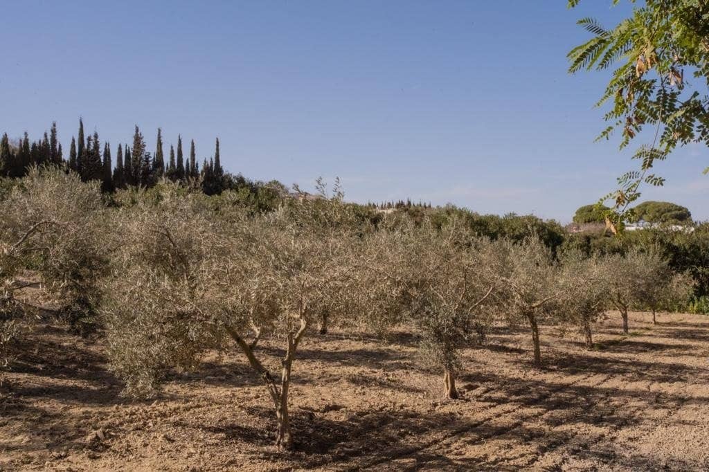 4 camera da letto Finca/Casa di Campagna in vendita in Arcos de la Frontera con piscina - 1.000.000 € (Rif: 9829515)