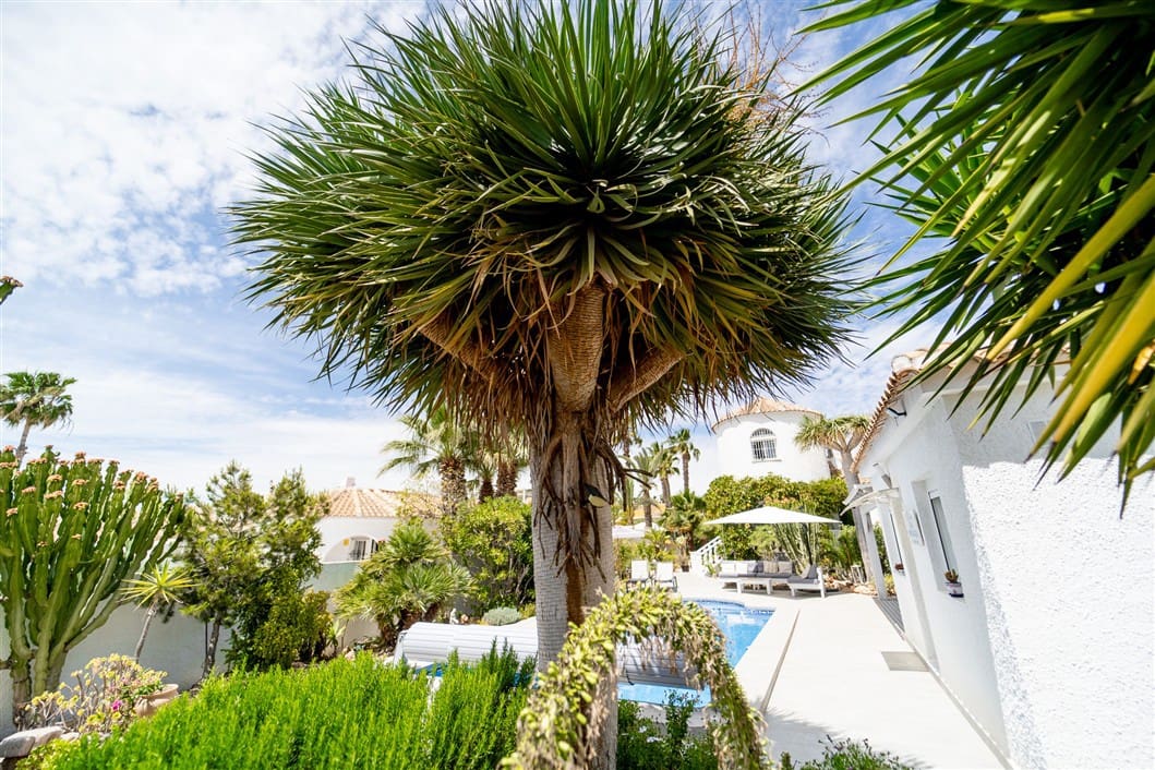 4 makuuhuone Huvila myytävänä paikassa Torrevieja mukana uima-altaan - 495 000 € (Ref: 9524761)