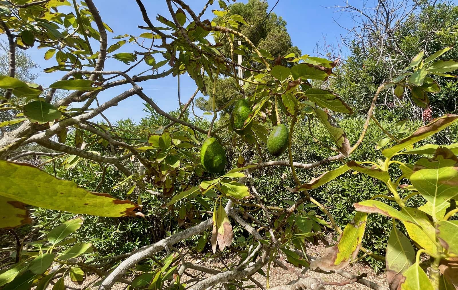 3 soveværelse Finca/Landehus til salg i L'Ampolla - € 285.000 (Ref: 8397142)