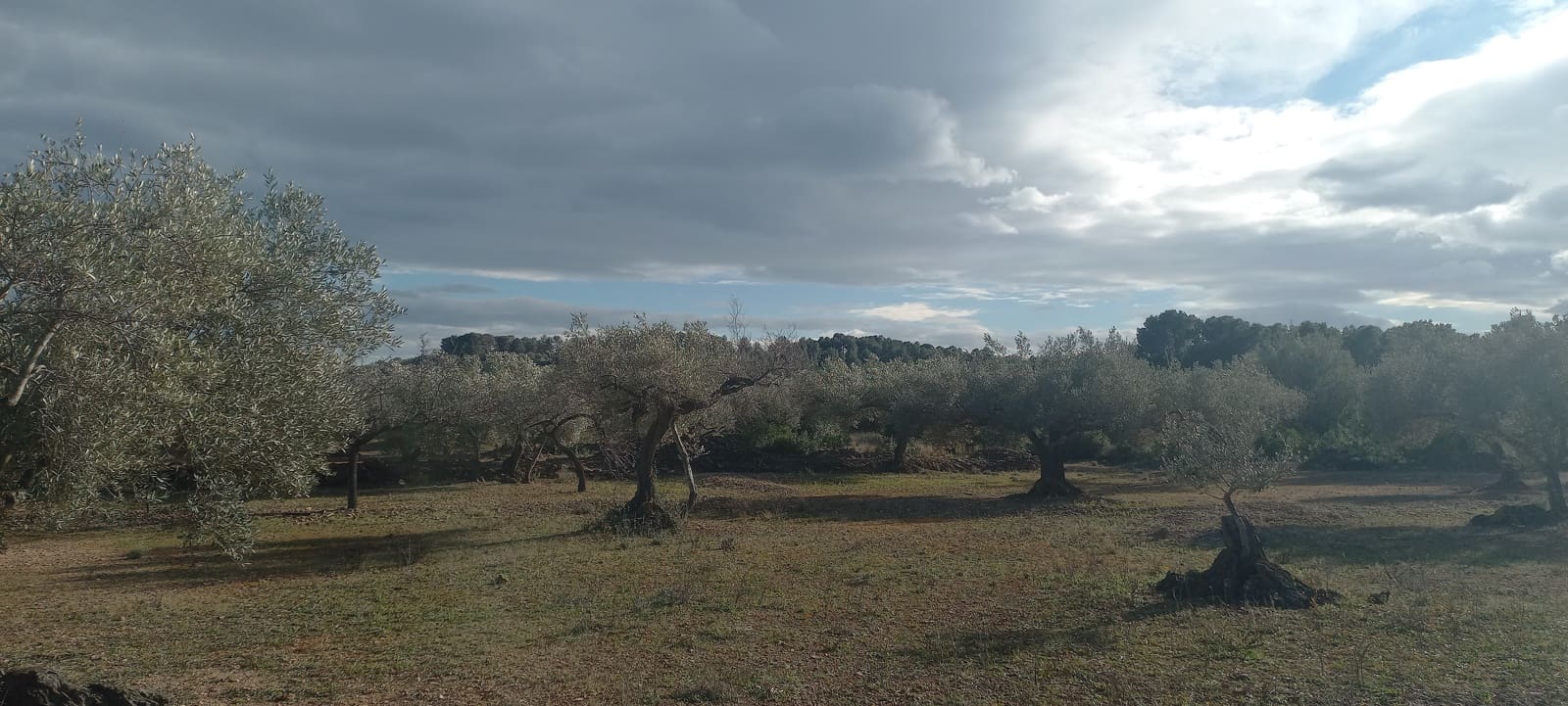 Grunde uden byggetilladelser til salg i El Perello - € 65.000 (Ref: 8802532)