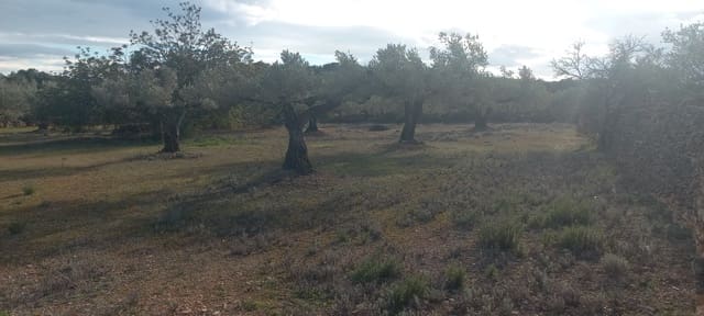Undeveloped Land for sale in El Perelló - € 65,000 (Ref: 8802532)