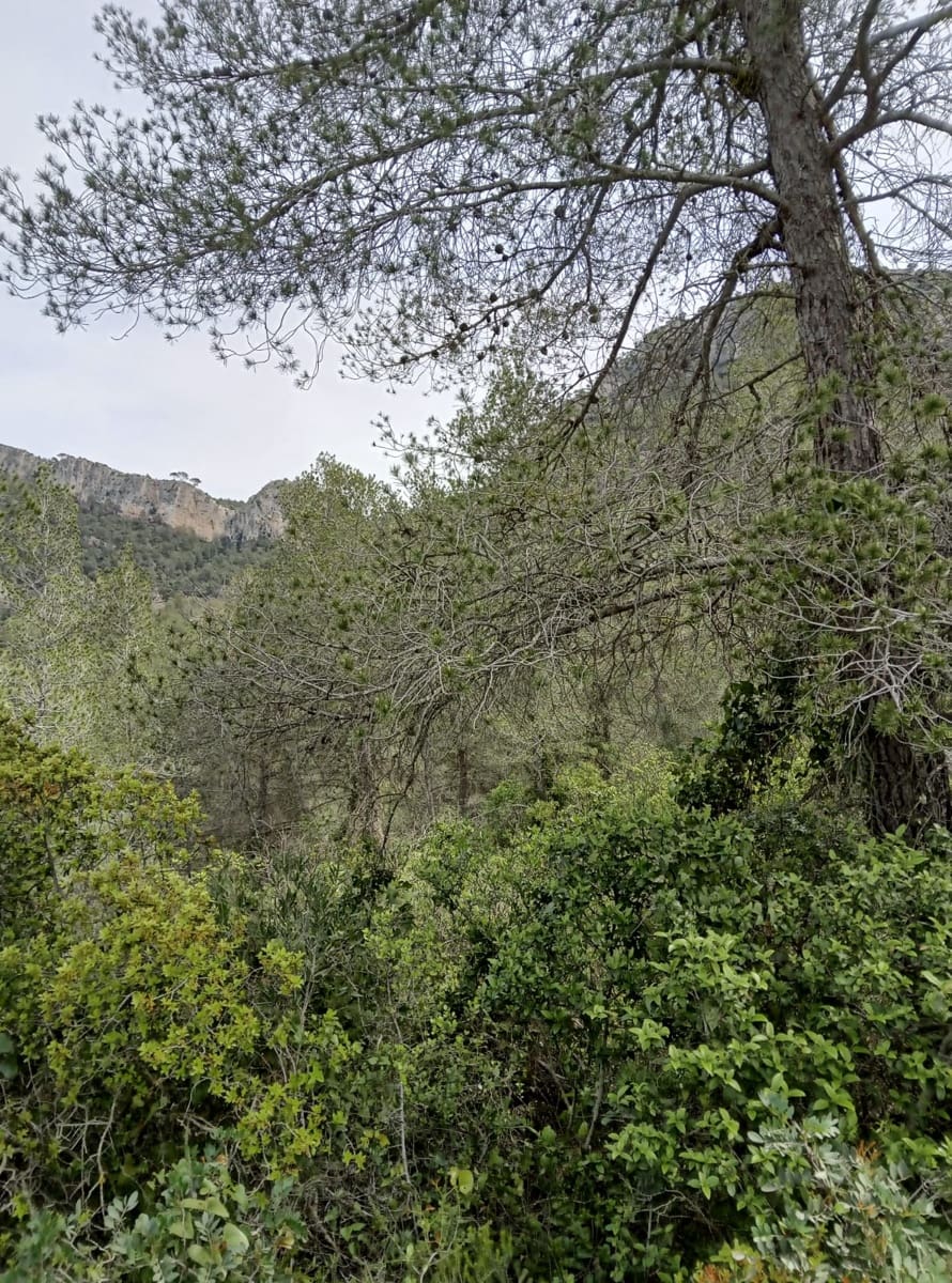 Teren niezagospodarowany na sprzedaż w Benifallet - 20 000 € (Ref: 9218816)