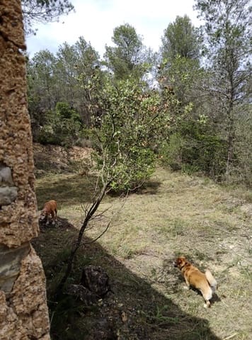 Undeveloped Land for sale in Benifallet - € 20,000 (Ref: 9218816)