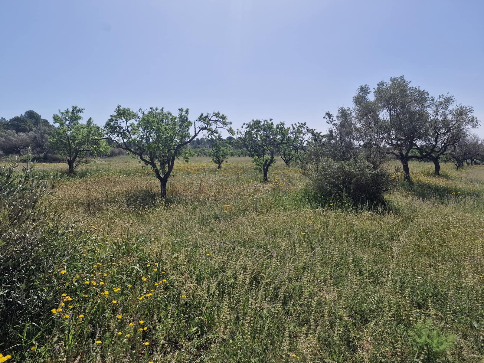 2 bedroom Finca/Country House for sale in El Perello with pool - € 280,000 (Ref: 9774380)