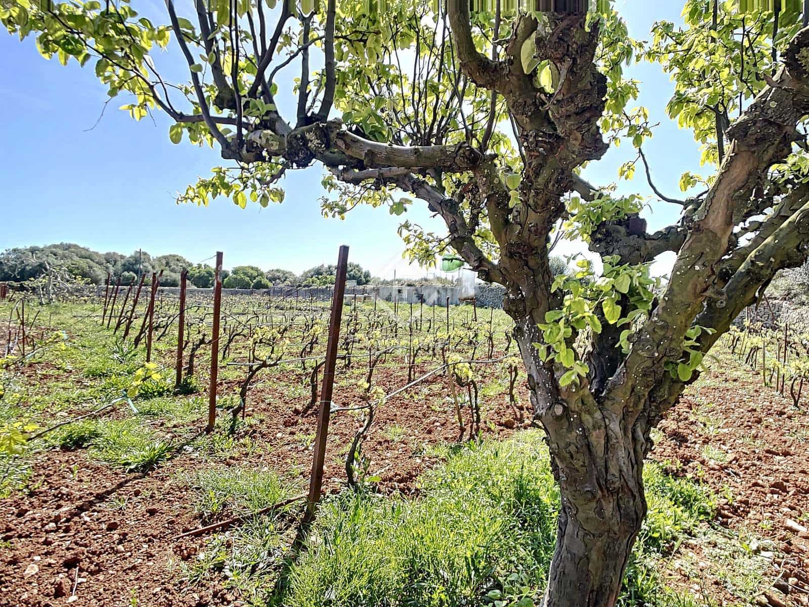 5 camera da letto Finca/Casa di Campagna in vendita in San Luis / Sant Lluis con piscina garage - 1.250.000 € (Rif: 6785806)