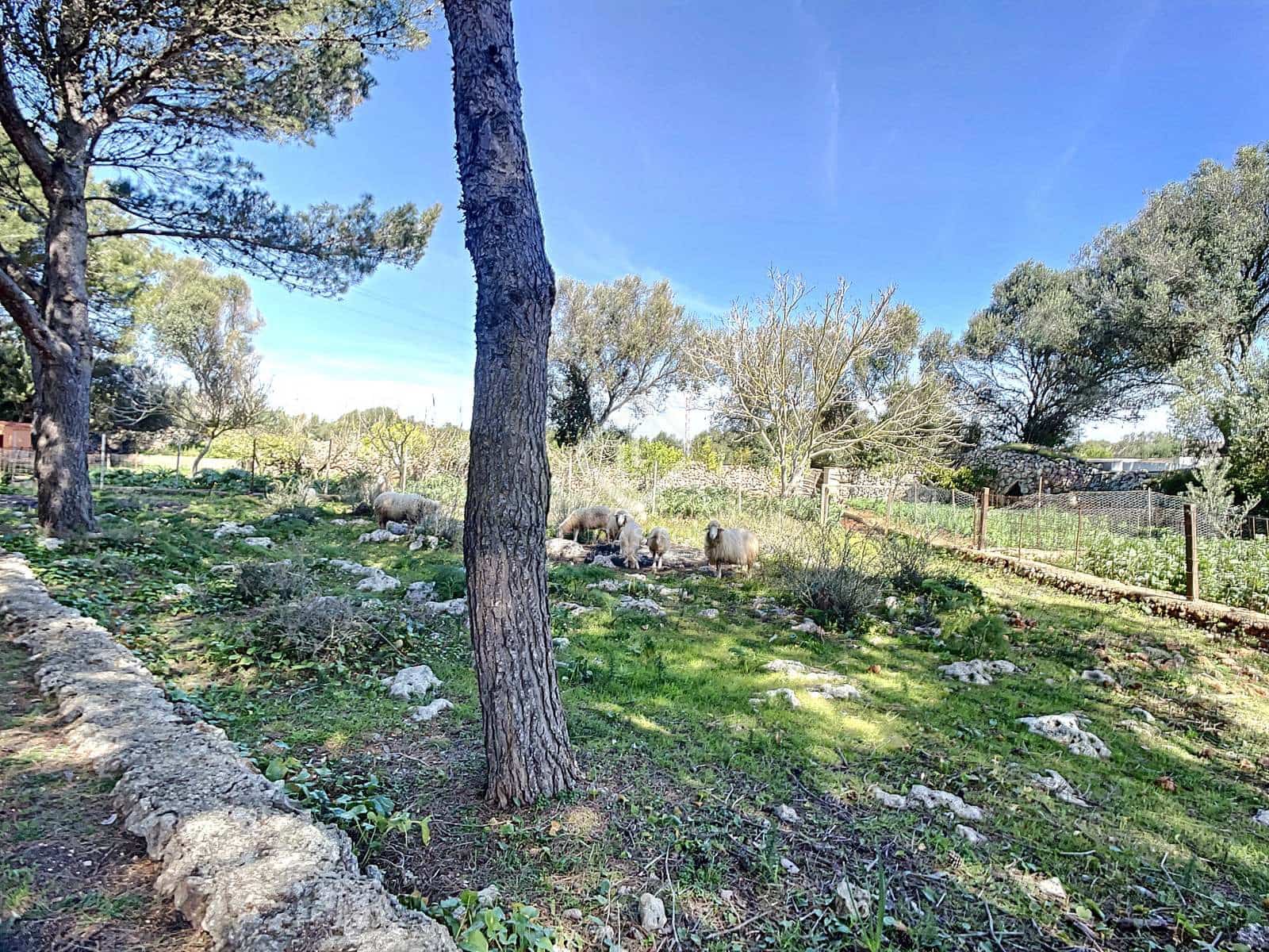 5 camera da letto Finca/Casa di Campagna in vendita in San Luis / Sant Lluis con piscina garage - 1.250.000 € (Rif: 6785806)