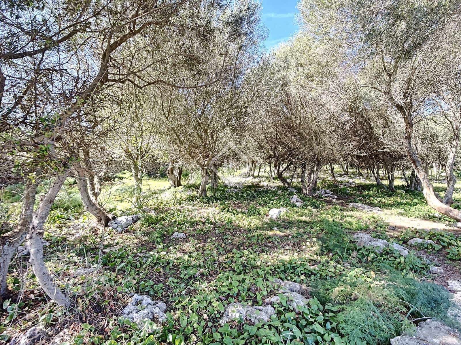 5 camera da letto Finca/Casa di Campagna in vendita in San Luis / Sant Lluis con piscina garage - 1.250.000 € (Rif: 6785806)