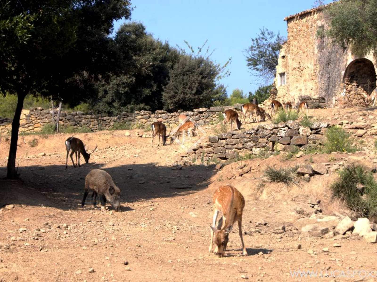6 soveværelse Finca/Landehus til salg i Cistella med swimmingpool garage - € 4.500.000 (Ref: 7122075)