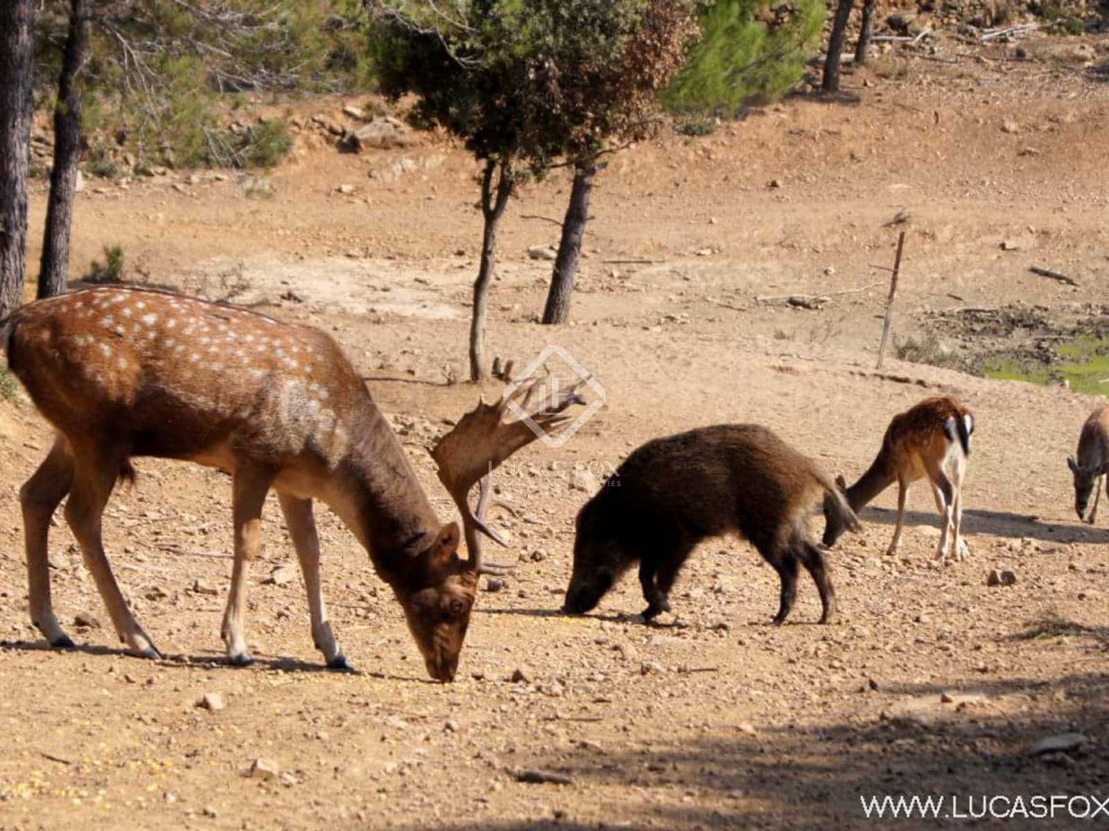 6 soveværelse Finca/Landehus til salg i Cistella med swimmingpool garage - € 4.500.000 (Ref: 7122075)