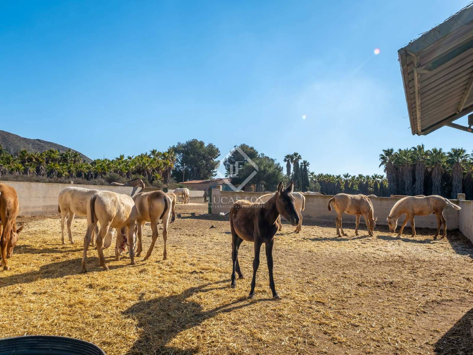 8 soveværelse Finca/Landehus til salg i Novelda med swimmingpool - € 6.000.000 (Ref: 7396570)