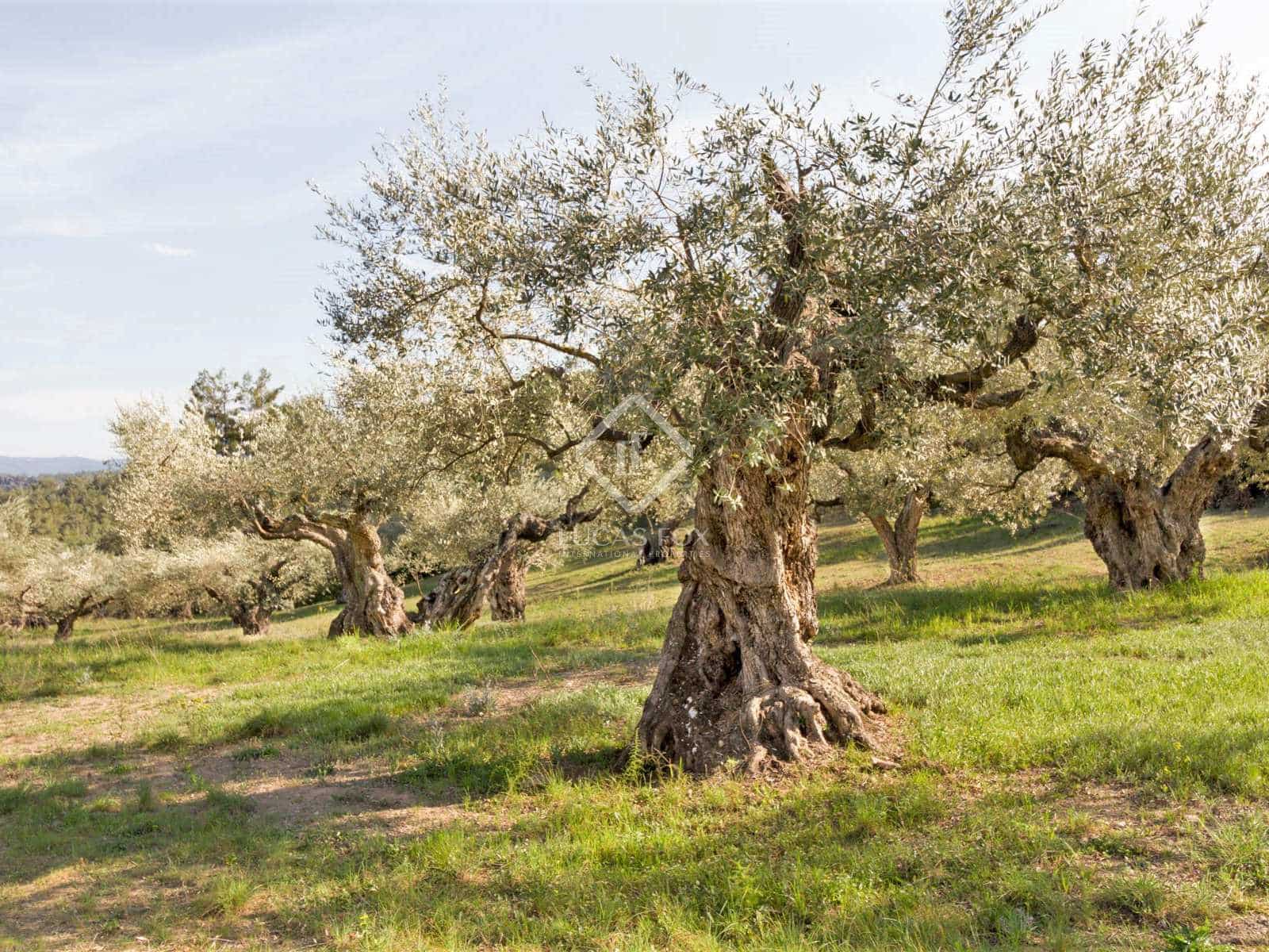 15 soveværelse Finca/Landehus til salg i El Molar med swimmingpool garage - € 5.250.000 (Ref: 7526948)