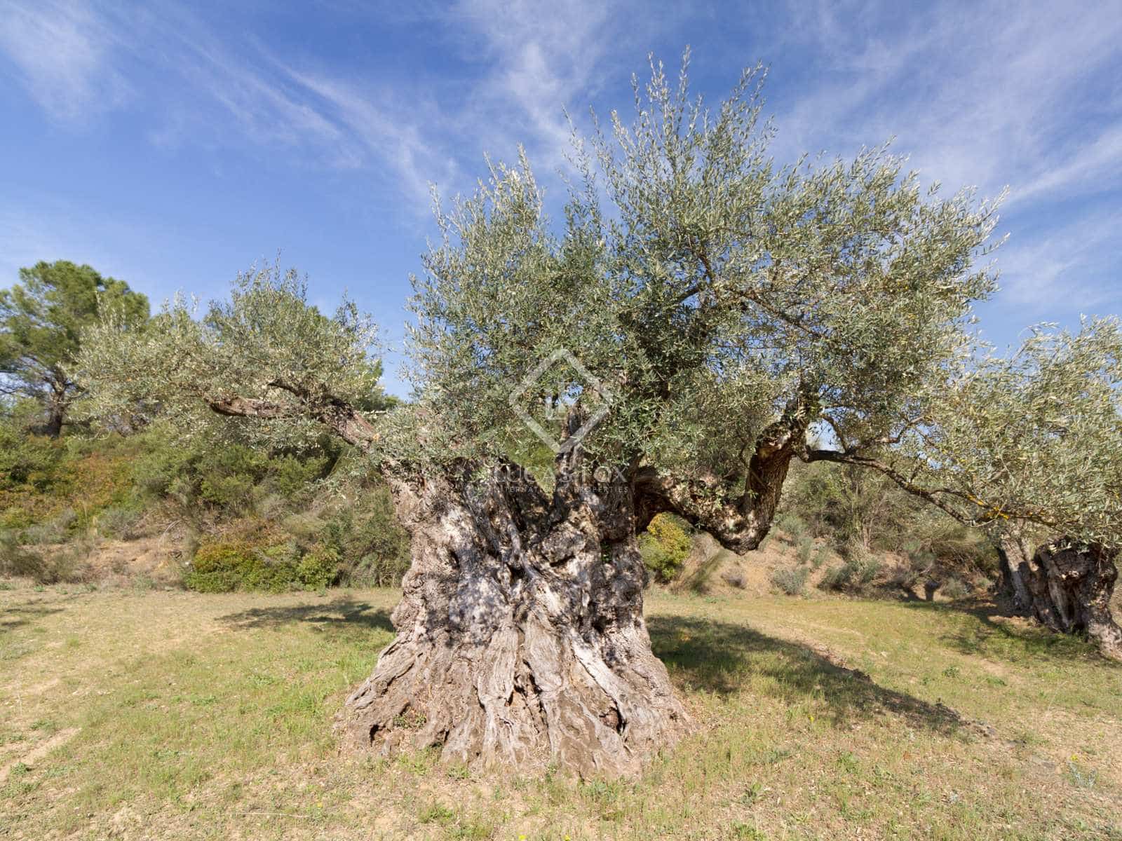 15 soveværelse Finca/Landehus til salg i El Molar med swimmingpool garage - € 5.250.000 (Ref: 7526948)