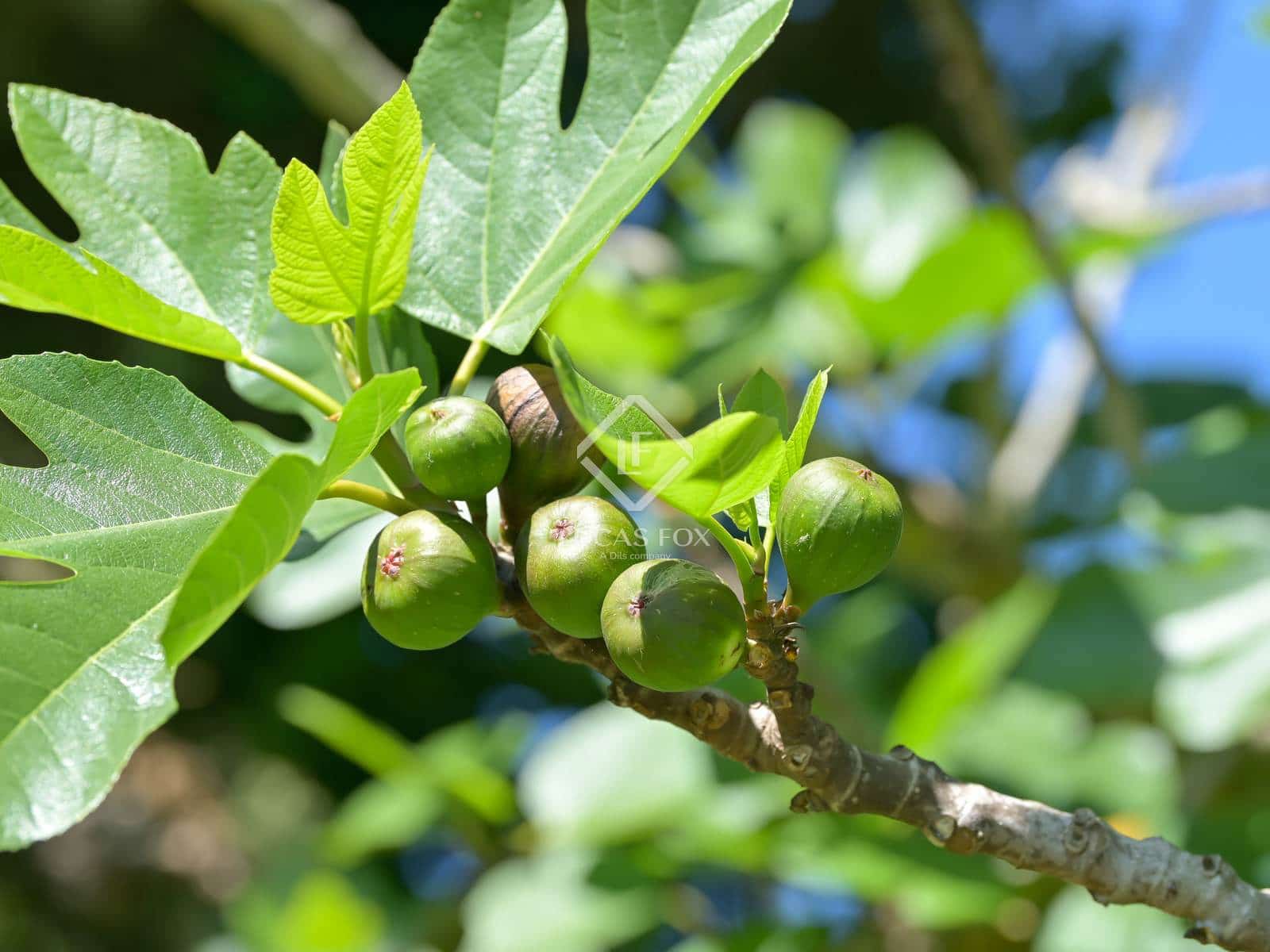 5 soveværelse Finca/Landehus til salg i Santa Cristina d'Aro med garage - € 1.710.000 (Ref: 9003979)