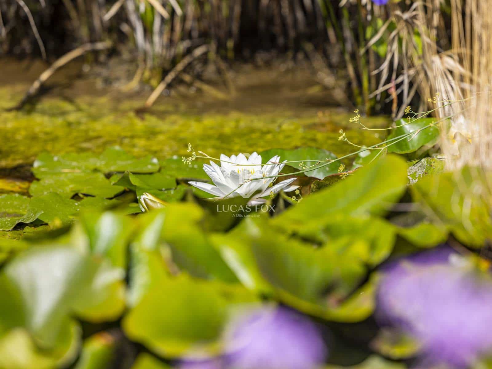 6 makuuhuone Huvila myytävänä paikassa Benissa mukana uima-altaan 
autotalli - 1 675 000 € (Ref: 9162943)