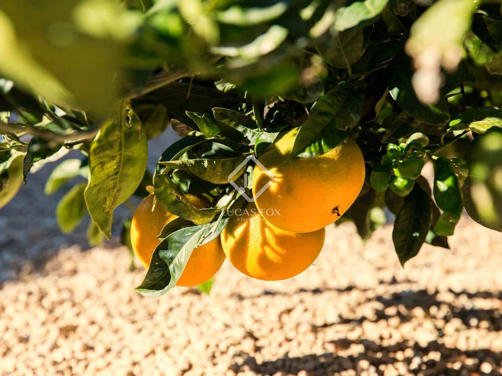 5 sovrum Finca/Hus på landet till salu i Santa Gertrudis de Fruitera med pool garage - 6 500 000 € (Ref: 9412645)