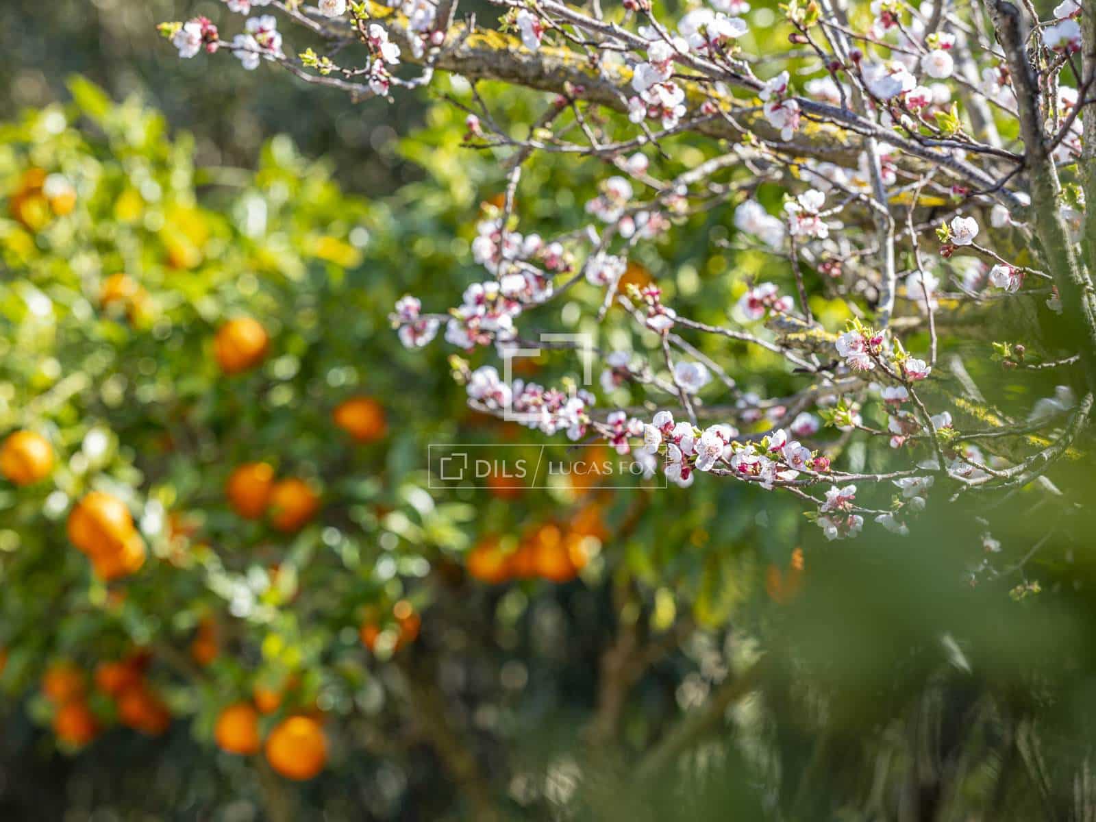 6 quarto Moradia para venda em Javea / Xabia com piscina garagem - 995 000 € (Ref: 9650259)