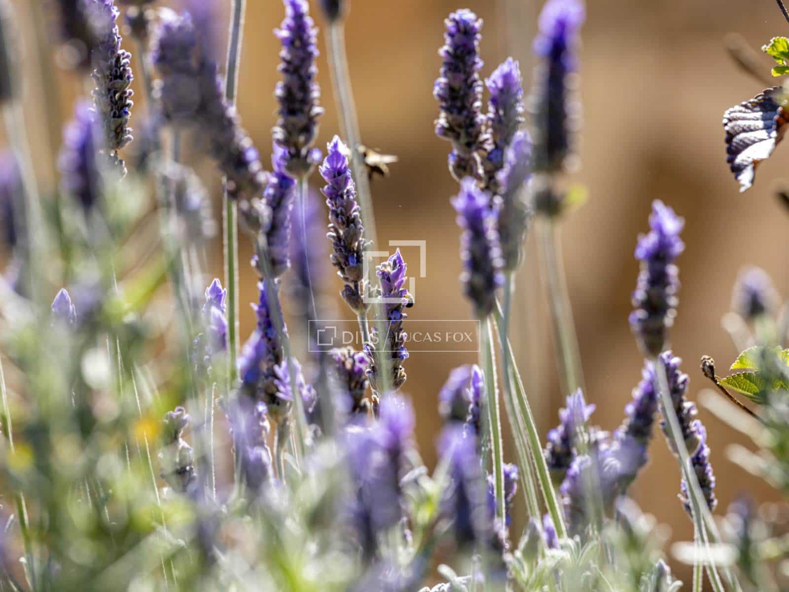 6 bedroom Villa for sale in Denia with pool garage - € 2,800,000 (Ref: 9688668)