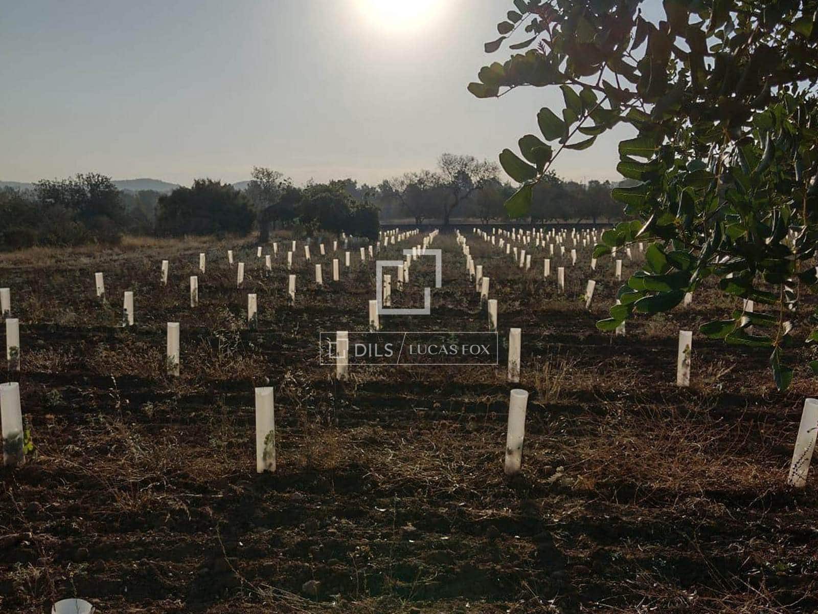 Finca/Country House for sale in Sant Antoni de Portmany - € 850,000 (Ref: 9733875)