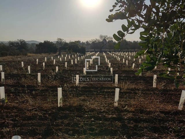 Finca/Maison de Campagne à vendre à Sant Antoni de Portmany - 850 000 € (Ref: 9733875)