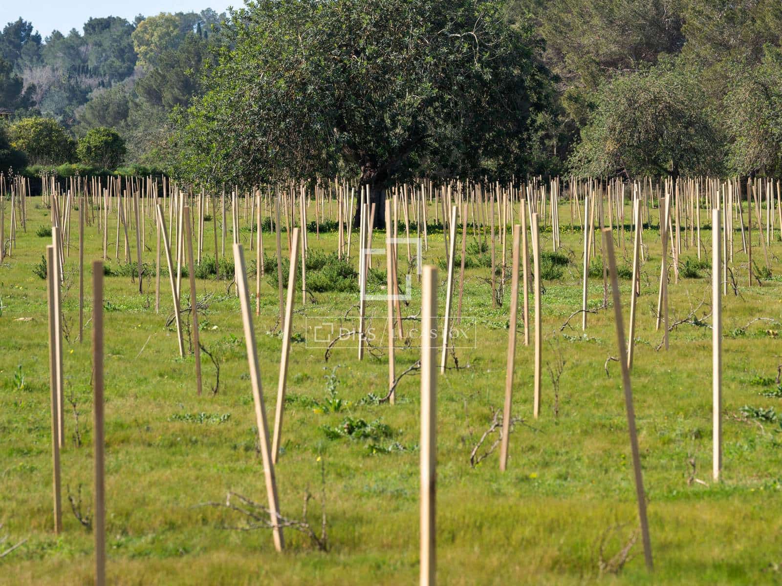 Finca/Country House for sale in Sant Antoni de Portmany - € 850,000 (Ref: 9733875)