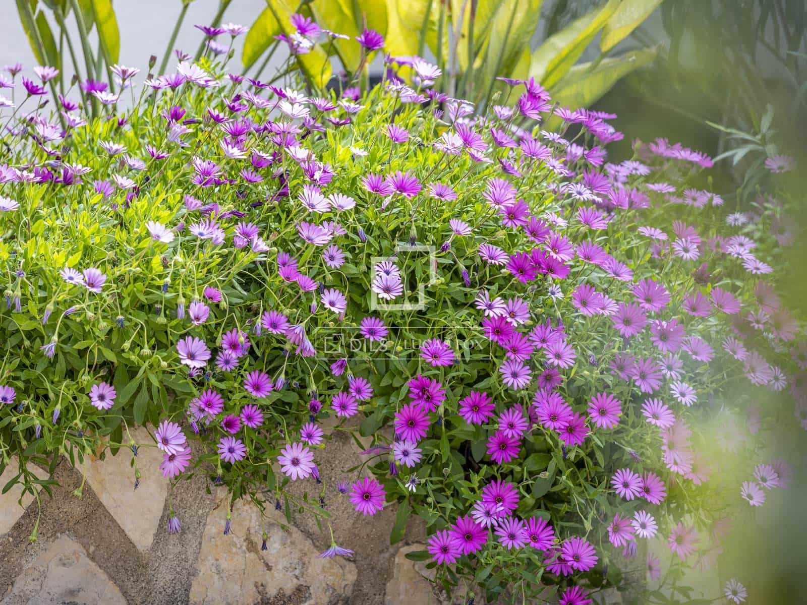 5 Zimmer Villa zu verkaufen in Javea / Xabia mit Pool Garage - 1.285.000 € (Ref: 9753737)