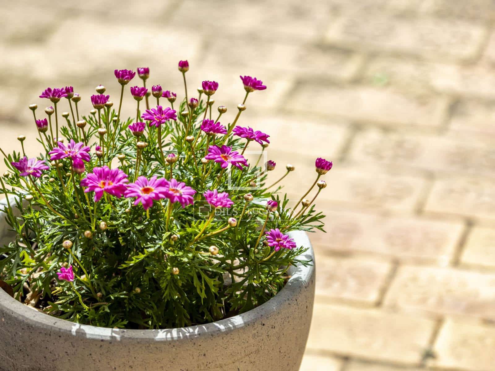 Chalet de 4 habitaciones en Javea / Xàbia en venta con piscina garaje - 860.000 € (Ref: 9779149)