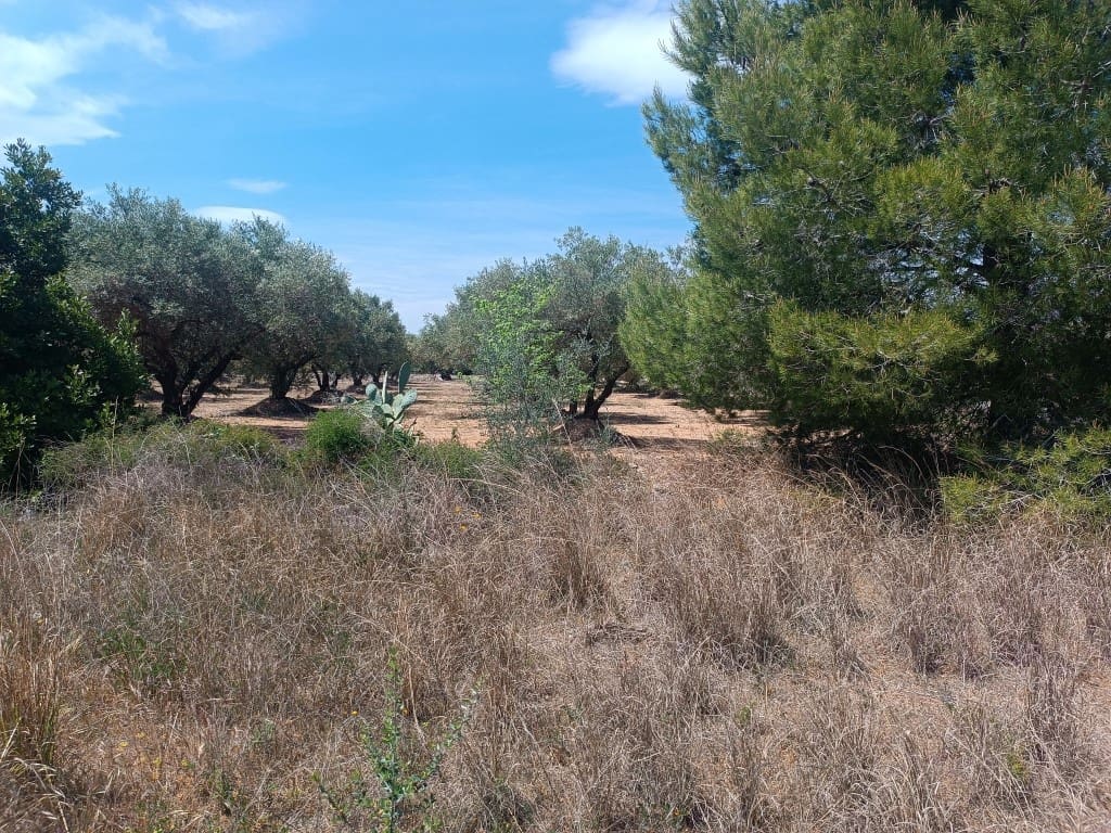 Quinta/Casa Rural para venda em Canet lo Roig - 62 000 € (Ref: 10074776)
