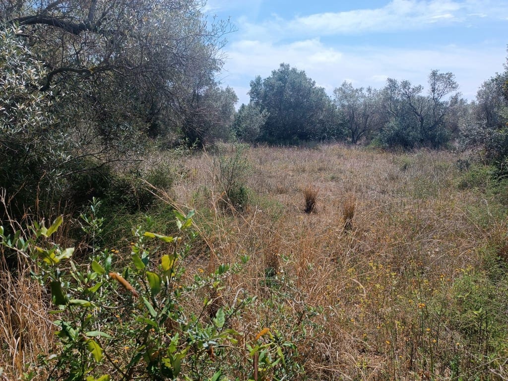 Quinta/Casa Rural para venda em Canet lo Roig - 62 000 € (Ref: 10074776)