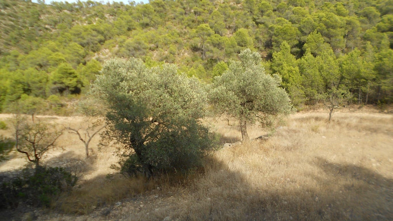 Finca/Casa Rural en Mequinenza en venta - 8.000 € (Ref: 10090869)