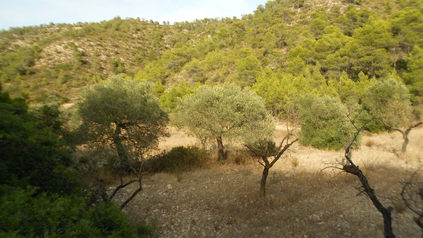 Finca/Casa Rural en Mequinenza en venta - 8.000 € (Ref: 10090869)