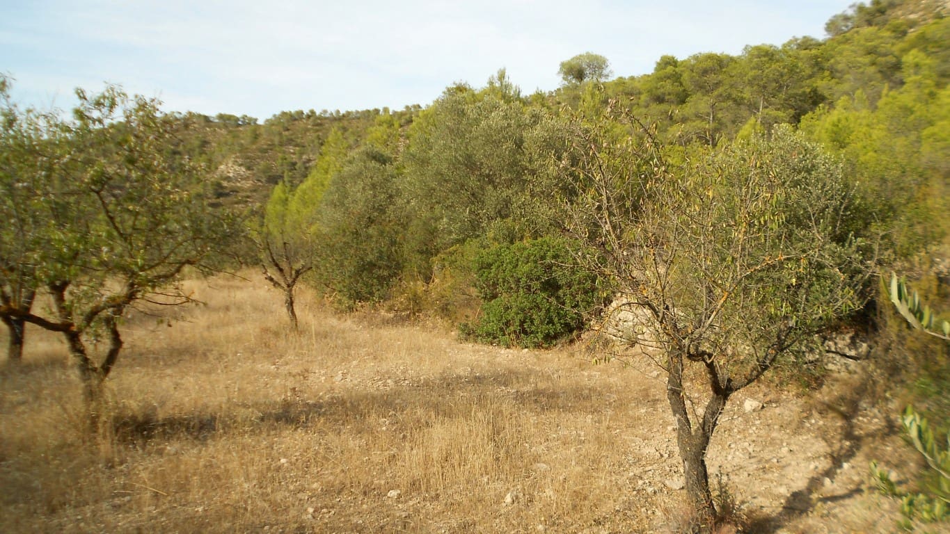 Finca/Casa Rural en Mequinenza en venta - 8.000 € (Ref: 10090869)