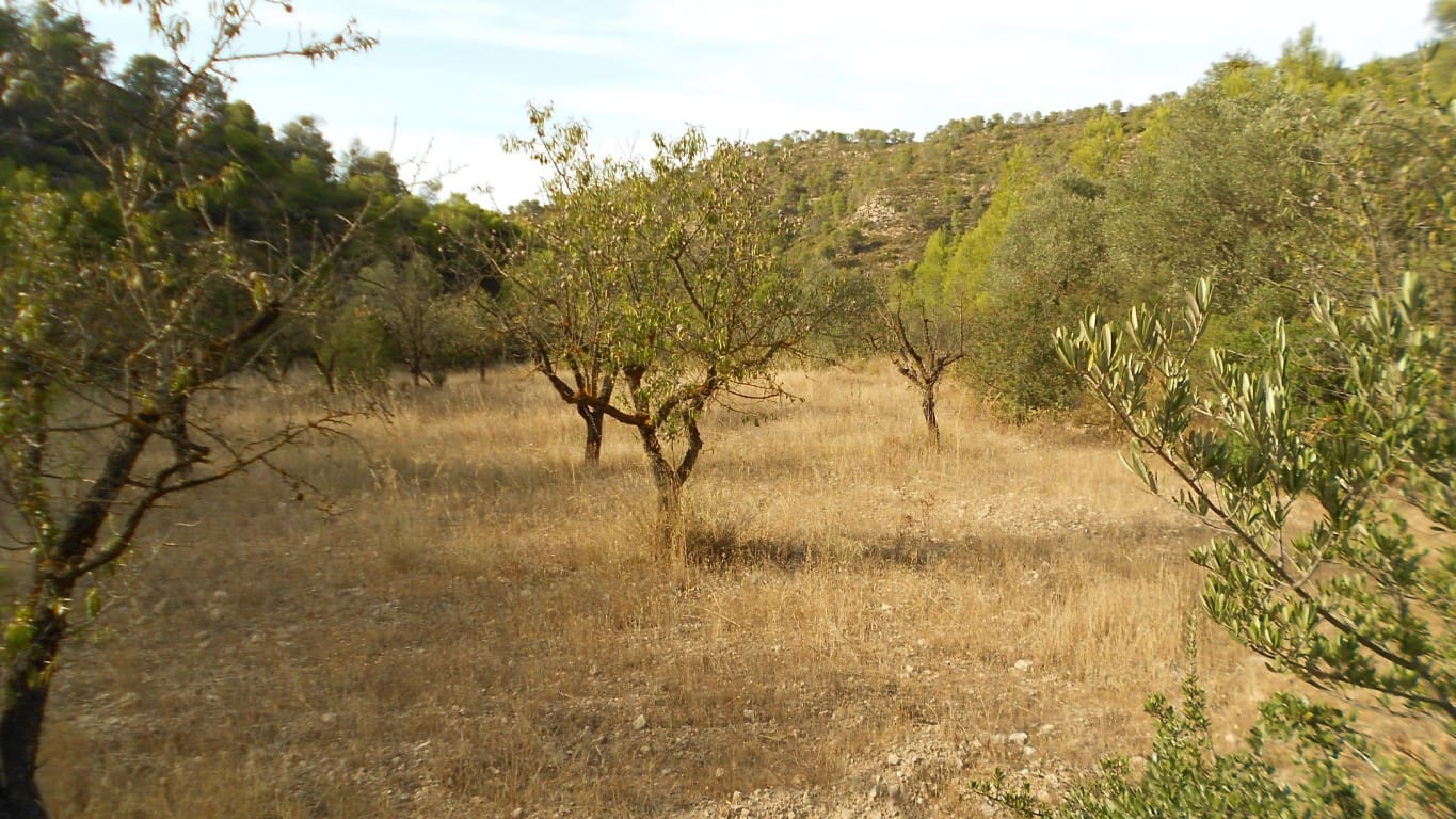 Finca/Casa Rural en Mequinenza en venta - 8.000 € (Ref: 10090869)