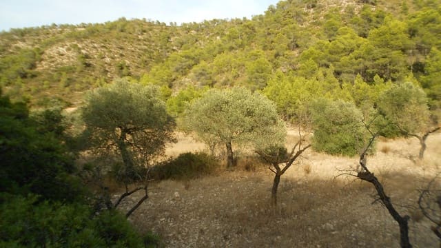 Finca/Casa Rural en Mequinenza en venta - 8.000 € (Ref: 10090869)