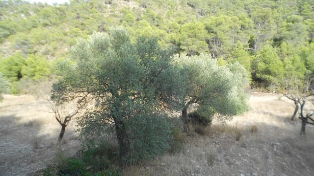 Finca/Casa Rural en Mequinenza en venta - 8.000 € (Ref: 10090869)