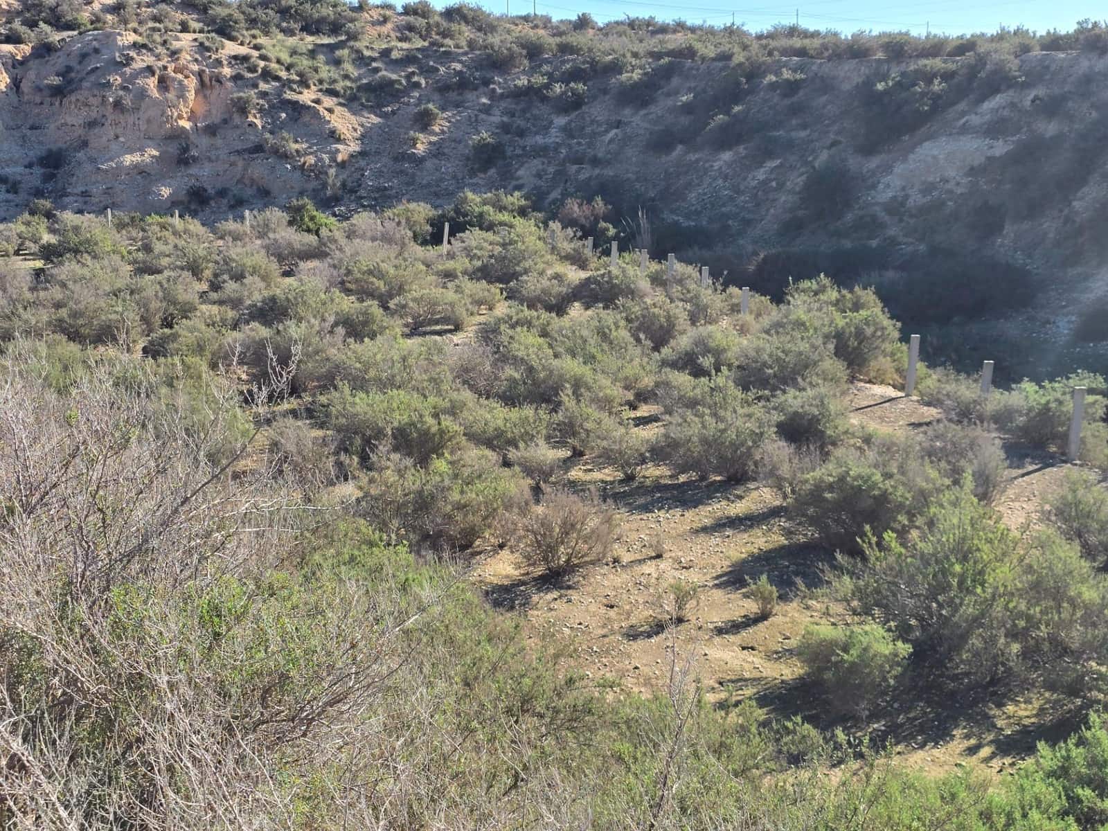 Terre non Aménagée à vendre à Crevillente / Crevillent - 80 000 € (Ref: 10074595)