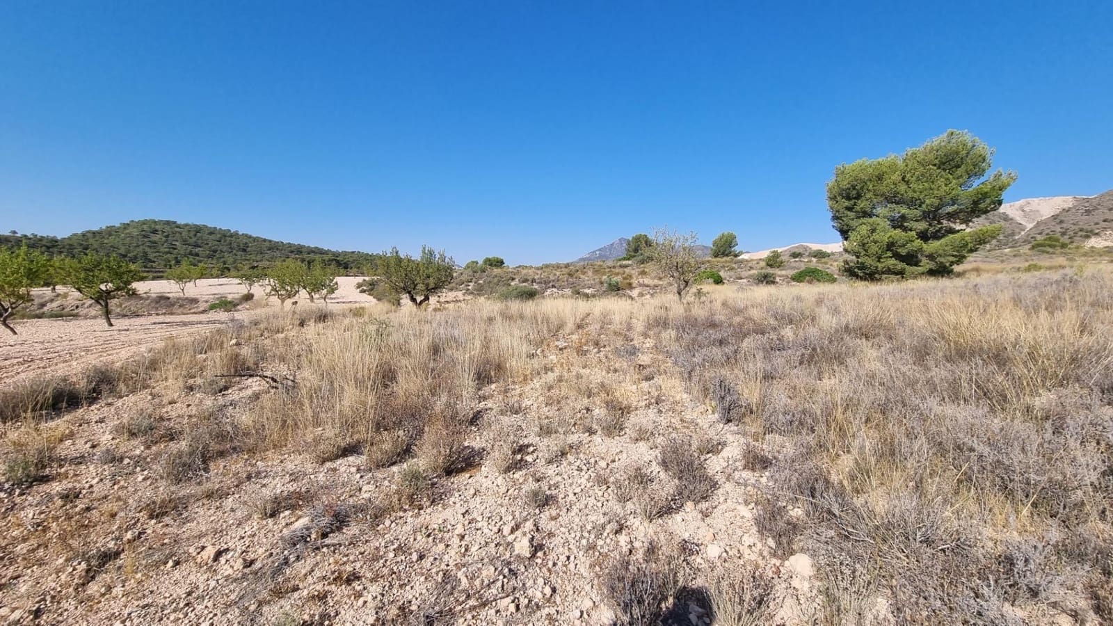 Grond te koop in Abanilla - € 150.000 (Ref: 10074596)