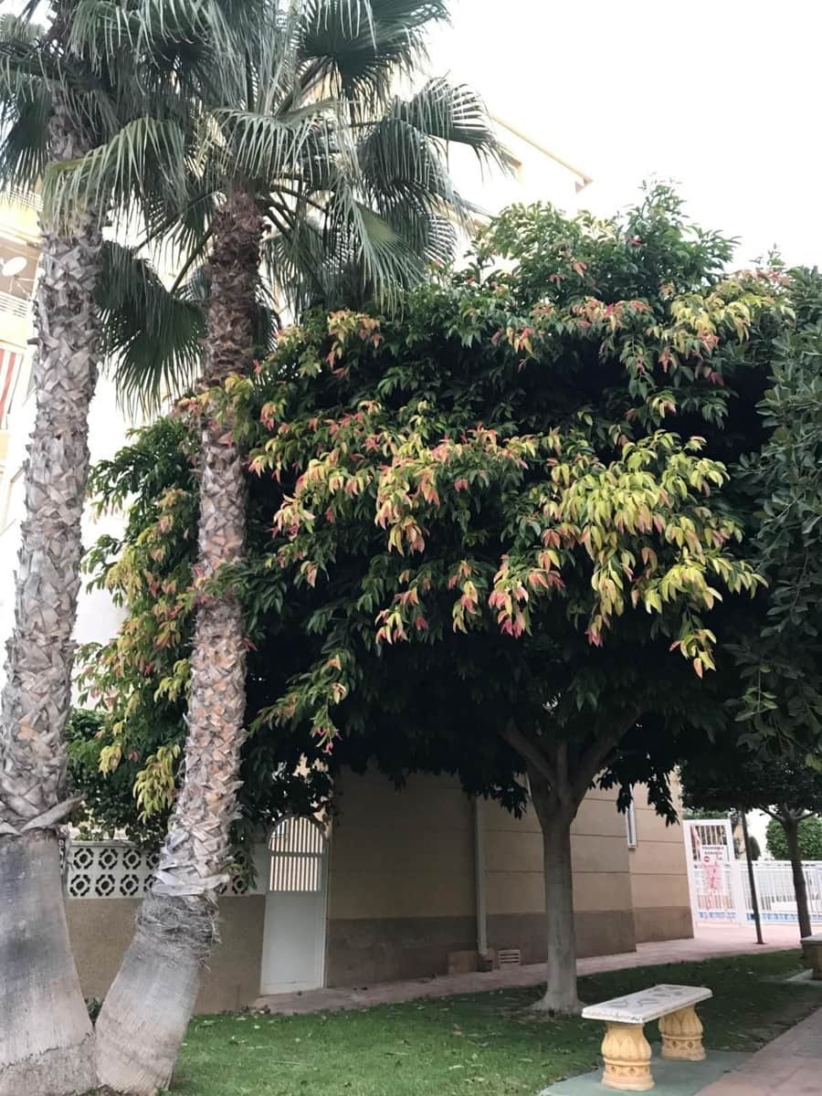 2 soverom Leilighet til salgs i Torrevieja med svømmebasseng garasje - € 169 900 (Ref: 9909004)