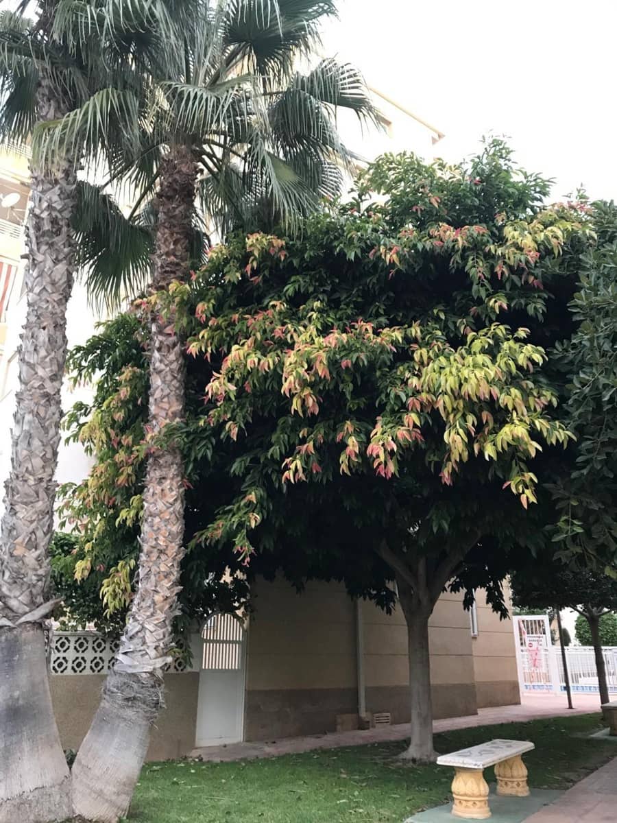 2 sovrum Lägenhet till salu i Torrevieja - 169 900 € (Ref: 9983498)