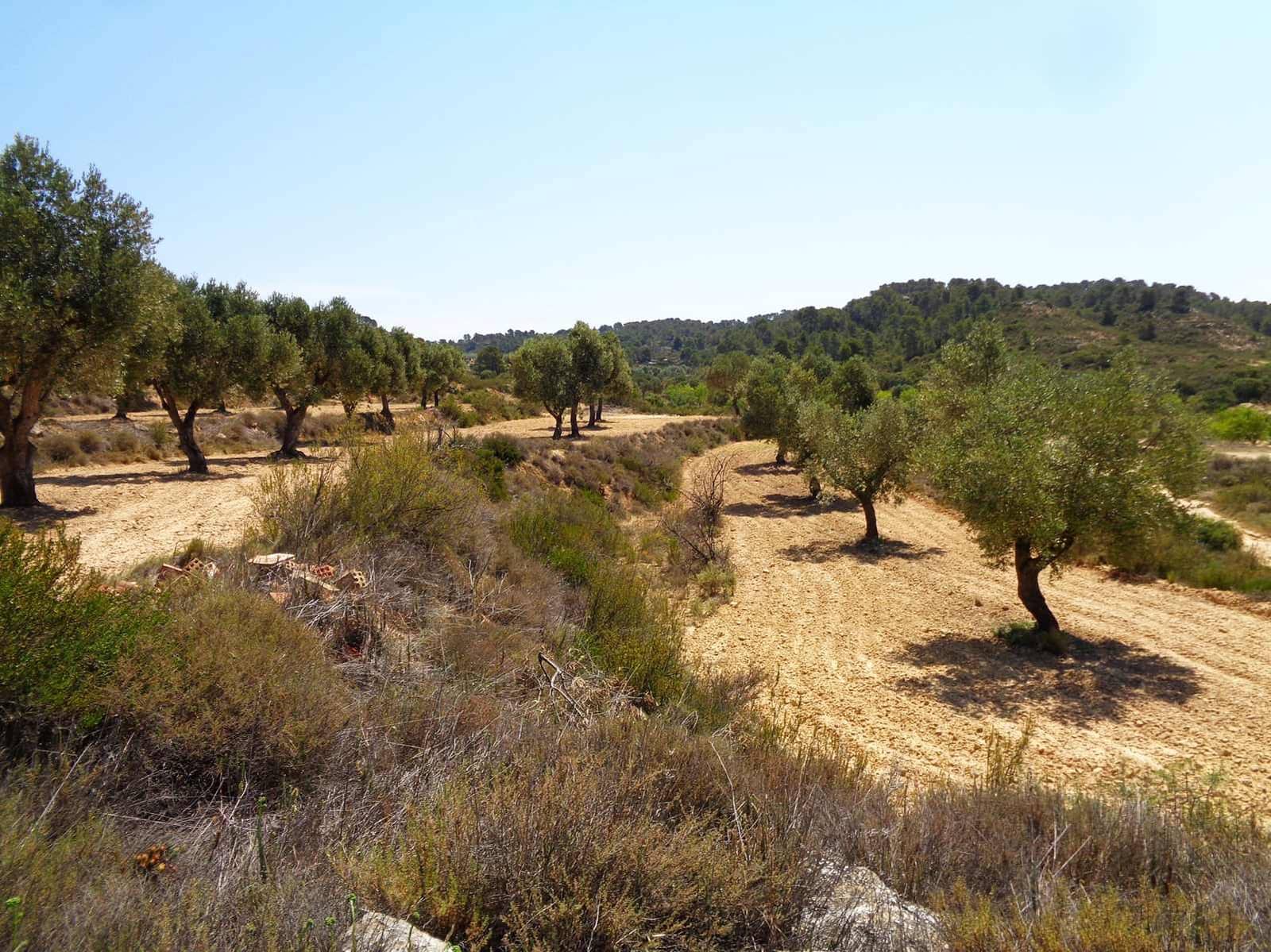 Finca/Casa Rural en Maella en venta - 29.000 € (Ref: 10005919)