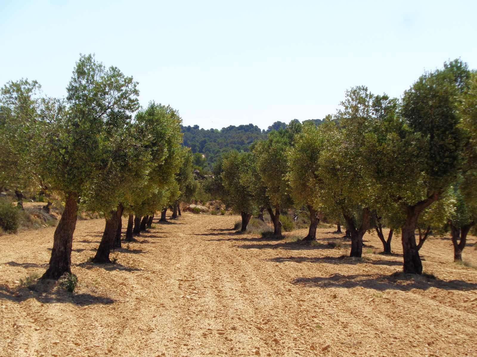 Finca/Casa Rural en Maella en venta - 29.000 € (Ref: 10005919)
