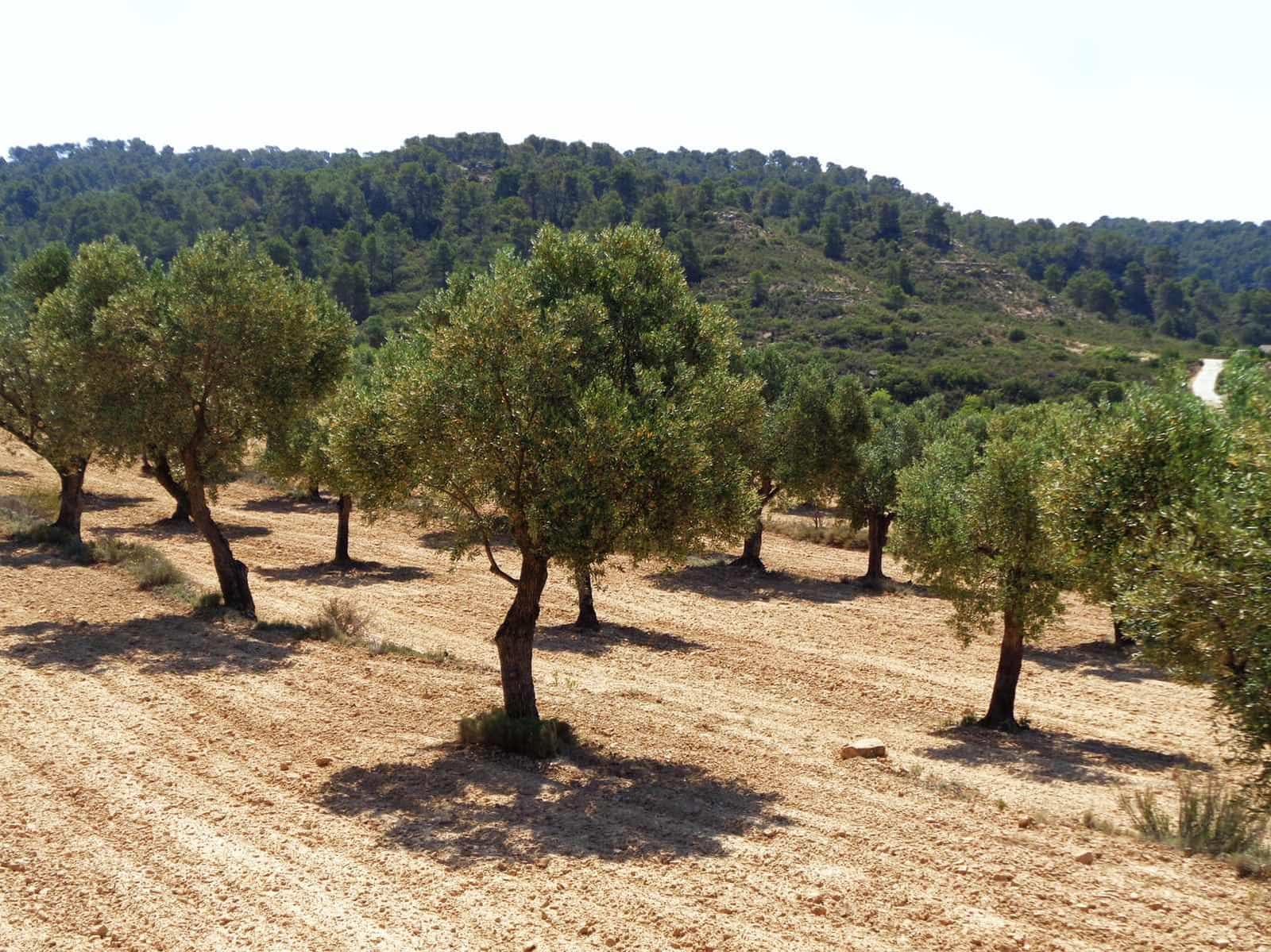 Finca/Casa Rural en Maella en venta - 29.000 € (Ref: 10005919)