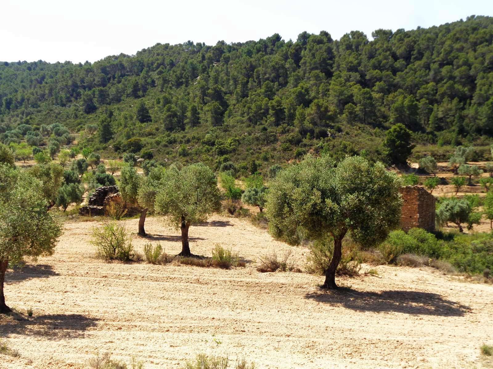 Finca/Casa Rural en Maella en venta - 29.000 € (Ref: 10005919)