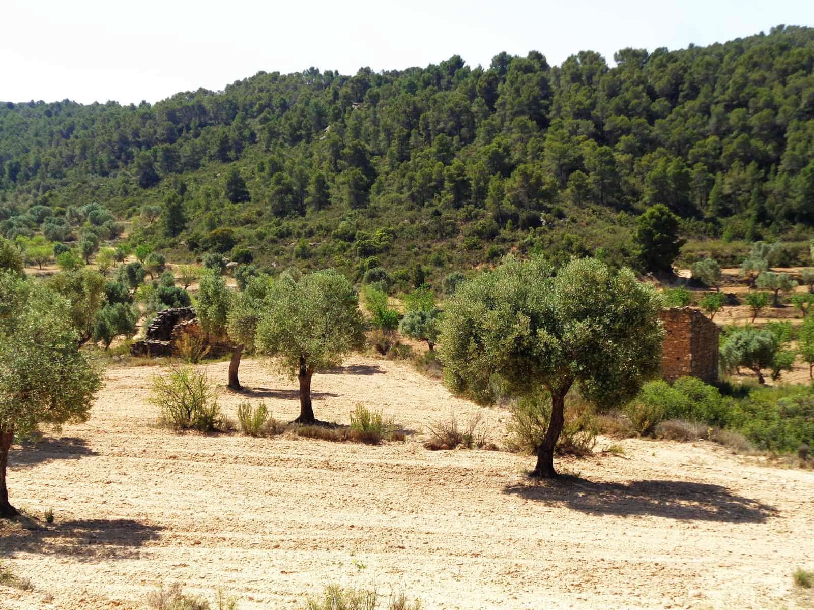Finca/Landhuis te koop in Maella - € 29.000 (Ref: 10005919)