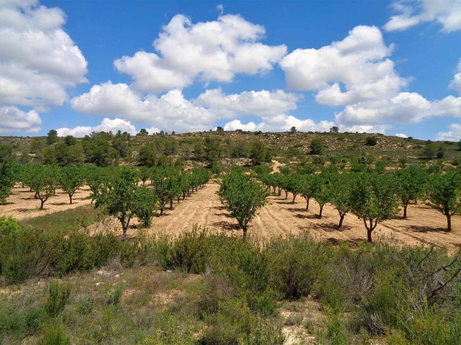 Finca/Casa Rural en Maella en venta - 48.000 € (Ref: 10091455)