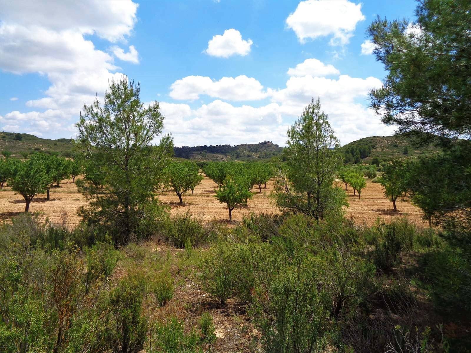 Finca/Casa Rural en Maella en venta - 48.000 € (Ref: 10091455)