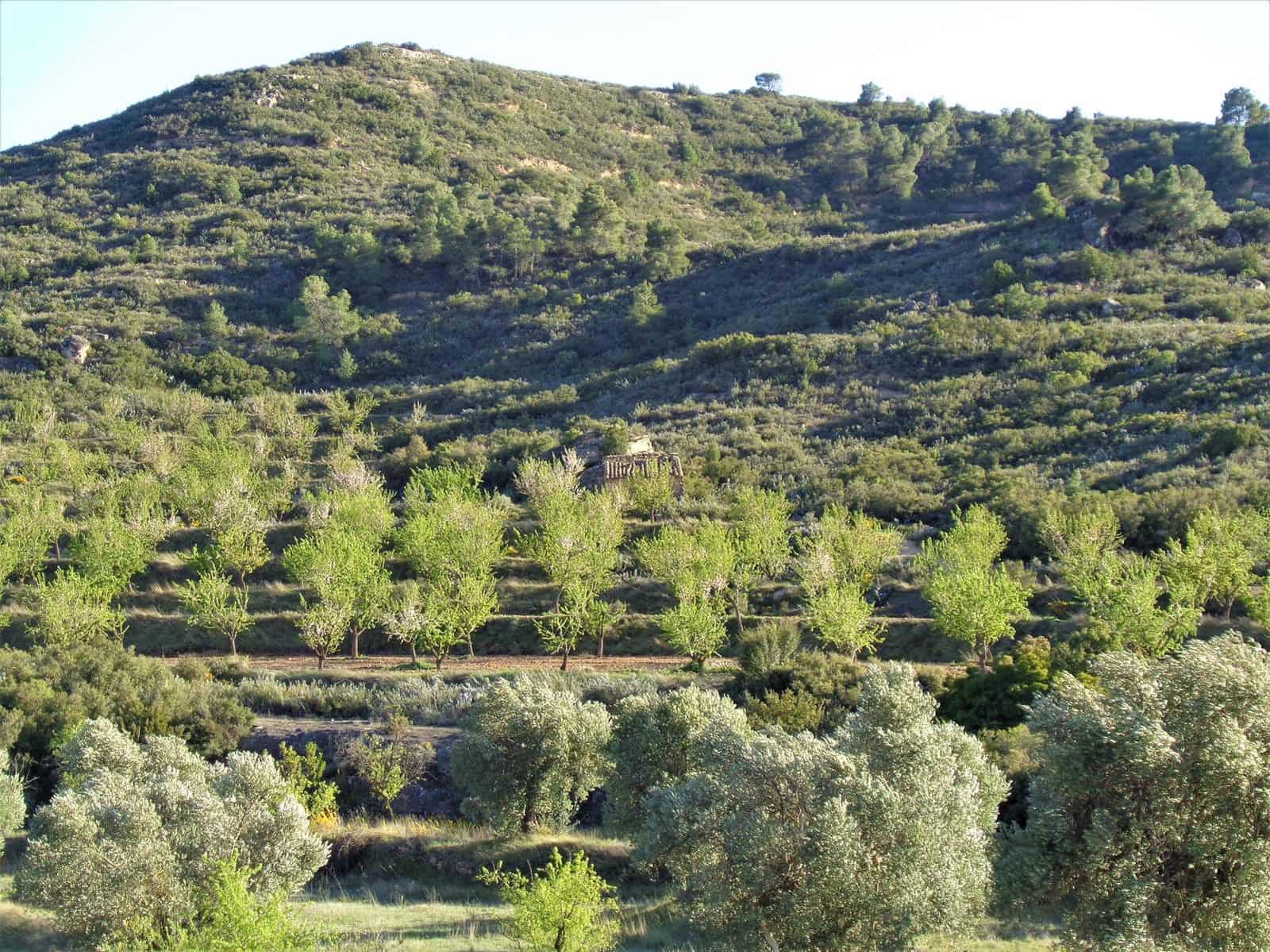 Finca/Casa Rural en Maella en venta - 48.000 € (Ref: 10091455)