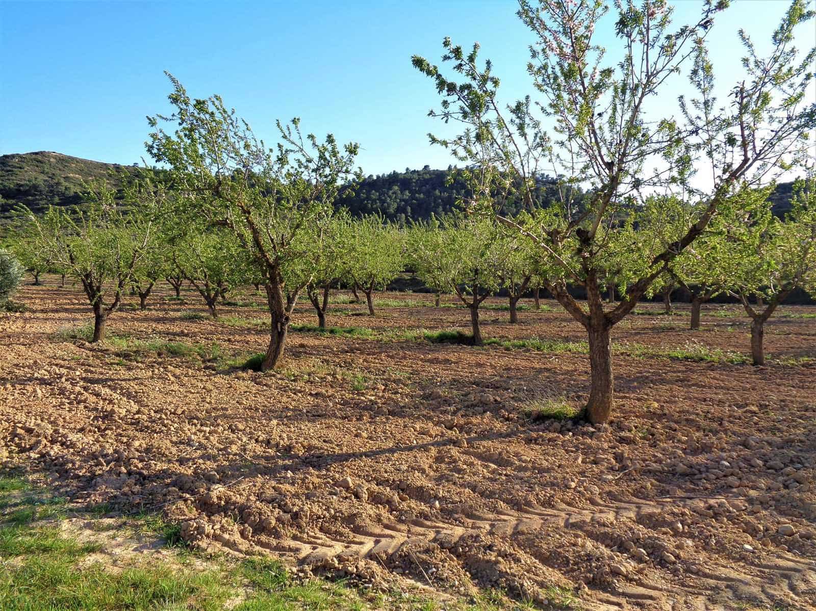Finca/Casa Rural en Maella en venta - 48.000 € (Ref: 10091455)