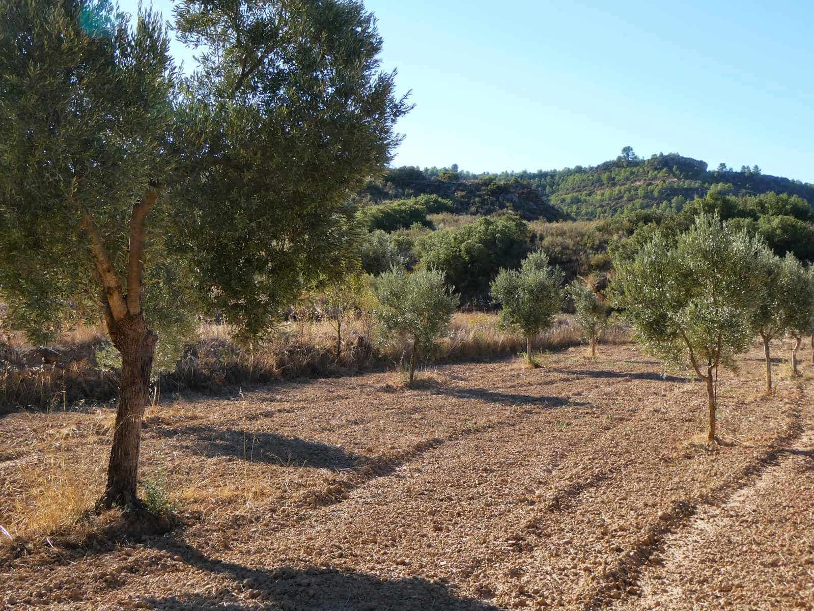 Finca/Casa Rural en Maella en venta - 16.500 € (Ref: 10091456)